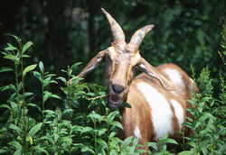 Goats and most animals make their own vitamin C