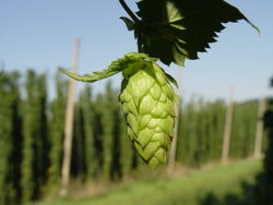 Hop umbel with hopgarden, Hallertau