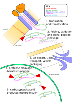 The bottom of this diagram shows the modification of primary structure of insulin, as described.