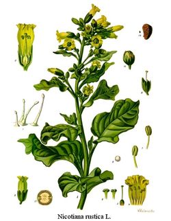 Nicotiana rustica