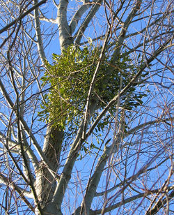 European mistletoe attached to a poplar