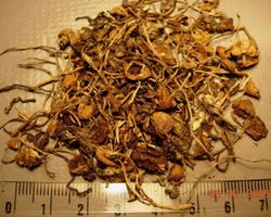 A large batch of the Psilocybe semilanceata (Liberty Cap) variety.