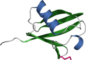 Ribbon representation of ubiquitin.