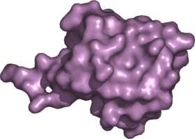 Molecular surface of ubiquitin.