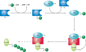 The ubiquitylation system.