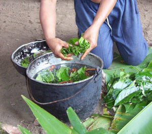 Ayahuasca being prepared in the Napo region of Ecuador.