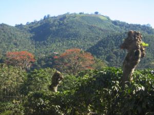 Shade-trees in Oros, Costa Rica. After the harvest, they are pruned