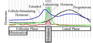 Progesterone levels (black line) during the menstrual cycle