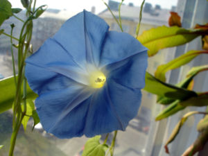 Morning Glory flower