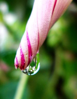 An unopened spiral bud of a morning glory flower