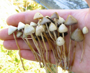 A handful of freshly picked Psilocybe semilanceata, sometimes referred to as Liberty Caps.