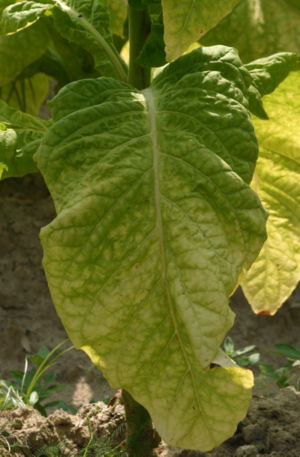 Brightleaf tobacco leaf ready for harvest. When it turns yellow-green the sugar content is at its peak, and it will cure to a deep golden color with mild taste.The leaves are harvested progressively up the stem from the base, as they ripen.