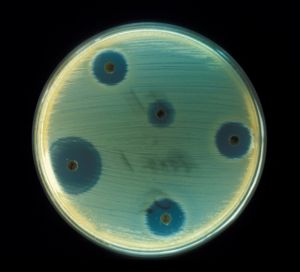 Staphylococcus aureus - Antibiotics Test plate.