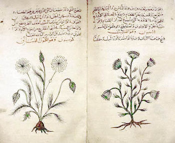 Dioscorides Materia Medica, c. 1334 copy in Arabic, describes purported medicinal features of cumin and dill.