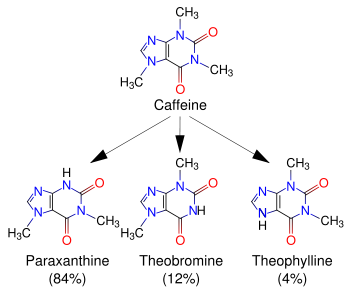 Caffeine is metabolized in the liver into three primary metabolites: paraxanthine (84%), theobromine (12%), and theophylline (4%)