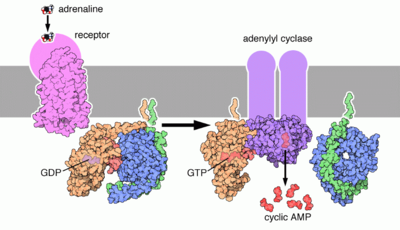 Epinephrin binds its receptor, that associates with an heterotrimeric G protein. The G protein associates with adenilate cyclase that converts ATP to cAMP, spreading the signal (more details...)