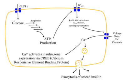 Mechanism of insulin release in normal pancreatic beta cells (that is,  glucose dependence). Insulin secretion does not depend on blood glucose levels; it is stored pending release which does depend on blood glucose levels.