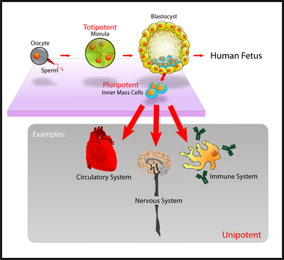 Pluripotent, embryonic stem cells originate as inner mass cells within a blastocyst. The stem cells can become any tissue in the body, excluding a placenta. Only the morula's cells are totipotent, able to become all tissues and a placenta.