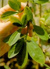 The coca plant, Erythroxylum coca.