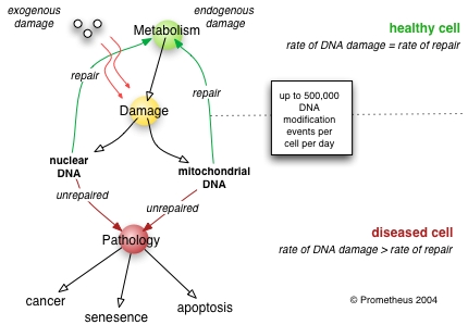 DNA repair rate is an important determinant of cell pathology