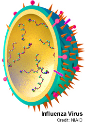 Model of Influenza Virus from NIH