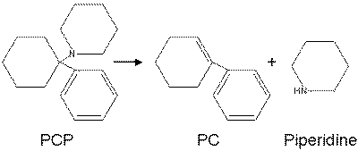 Conversion of PCP into PC and piperidine by heat. (Image in the PD)