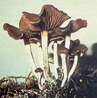 Psilocybe cyanescens, referred to sometimes as Wavy Caps.