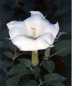 Datura