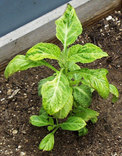 Salvia divinorum