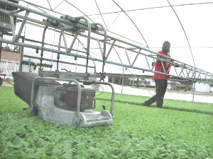 Mowing young tobacco in greenhouse of half million plants Hemingway, South Carolina