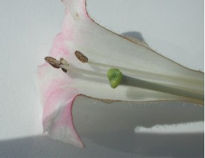 Tobacco blossom: longtitudinal section Hemingway, South Carolina