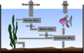 Nitrogen cycle