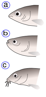 Positions of the fish's mouths: (a) - final, (b) - upper, (c) - bottom