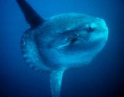 Ocean sunfish.