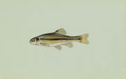 Fathead minnow  a common bait fish.