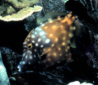 American whitespotted filefish, Cantherhines macrocerus