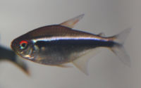 Black neon tetra, Hyphessobrycon herbertaxelrodi