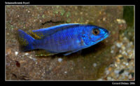 Sciaenochromis fryeri