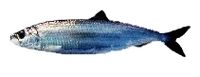 Atlantic herring