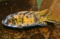 Blue mbuna, Labeotropheus fuelleborni