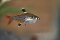 A Pristella tetra.