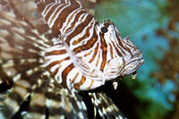 Scorpaenidae: Broadbarred firefish, Pterois antennata