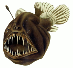 Melanocetidae: humpback anglerfish, Melanocetus johnsonii