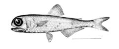 Spotted lanternfish, Myctophum punctatum