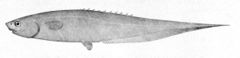 Snubnosed Spiny Eel, Notacanthus chemnitzii. From plate 50 of Oceanic Ichthyology by G. Brown Goode and Tarleton H. Bean, published 1896.