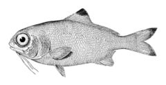 Stout beardfish, Polymixia nobilis