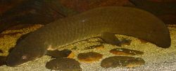 Queensland Lungfish