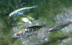 Three-spined sticklebacks, Gasterosteus aculeatus