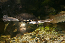 A little girl looks into an aquarium, Melbourne Aquarium