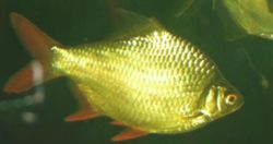 Tinfoil Barb, Barbonymus schwanenfeldii